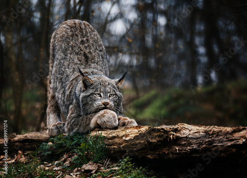 Photography Canadian Lynx (Lynx canadensis) detail portrait