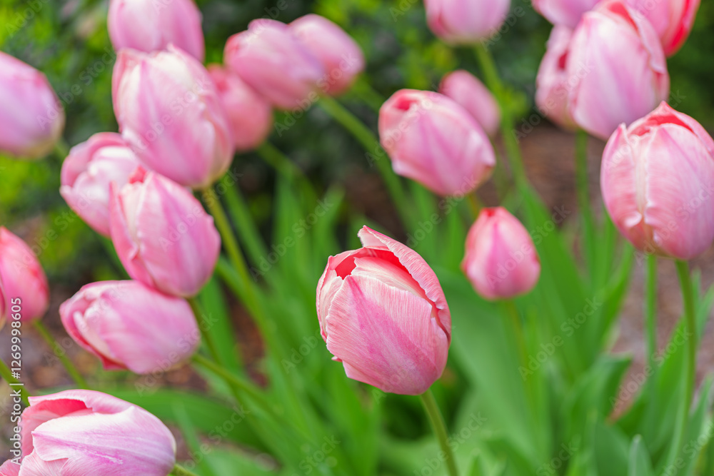 Obraz premium Pastel pink colored Darwin tulip, Mystic van Eijk bloom in botanical garden or flowerbed during the spring. Cultivation, growing, flower breeding hobby. Floral wallpaper, background, backdrop