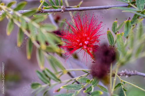 Calliandra haematocephala pertenece a la familia de Fabaceae. photo