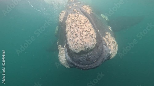 Southern right whales near the cost of peninsula Valdés. Close encounter with right whales. Rare whales are playing on the surface. 