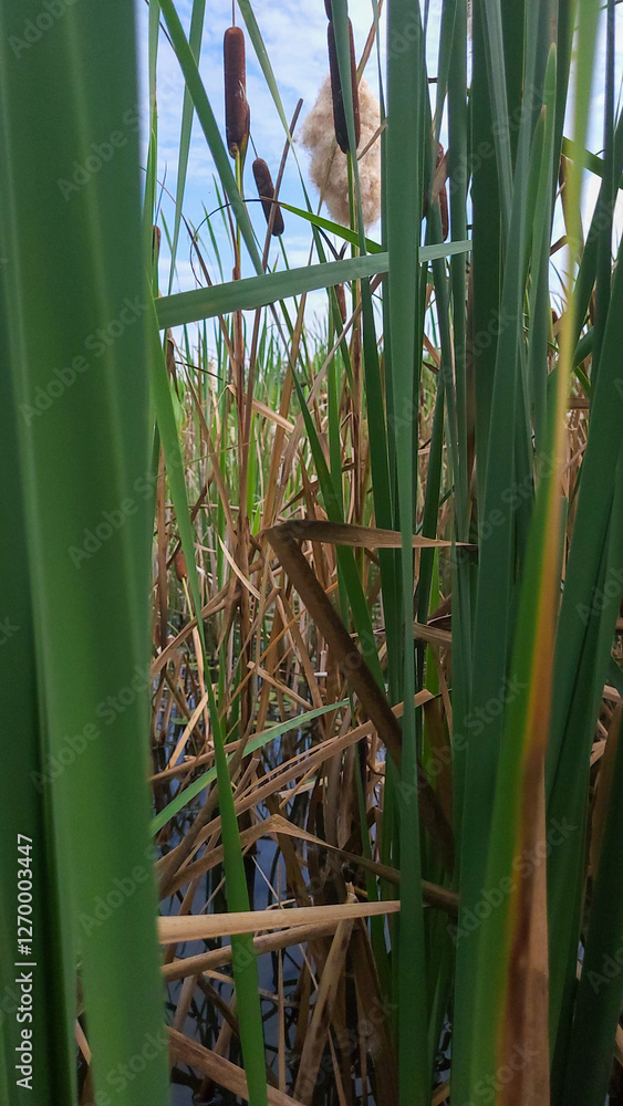 Obraz premium Background of reeds in the lake and water lilies