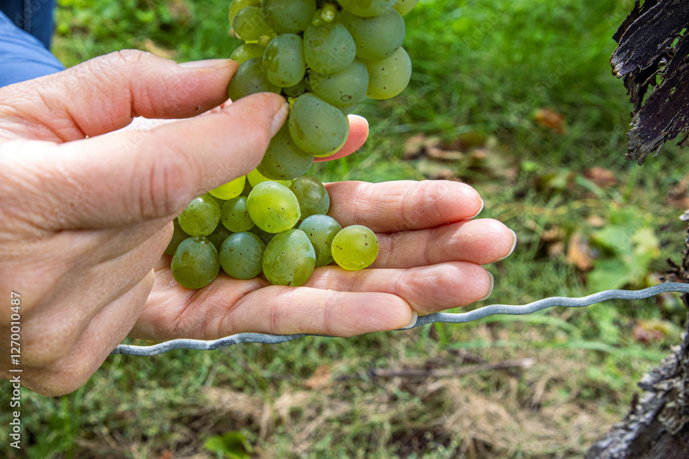 Closeup of a hands of a woman gently picking fresh green grapes, carefully harvesting ripe grapes from a vine in a vineyard. Organic farming, winemaking, fresh produce, and agricultural traditions. Closeup of a hands of a woman gently picking fresh green grapes, carefully harvesting ripe grapes from a vine in a vineyard. Organic farming, winemaking, fresh produce, and agricultural traditions.