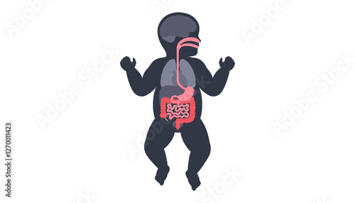 Human internal organs