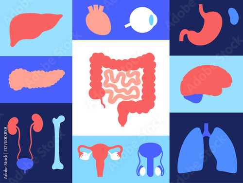 Human internal organs