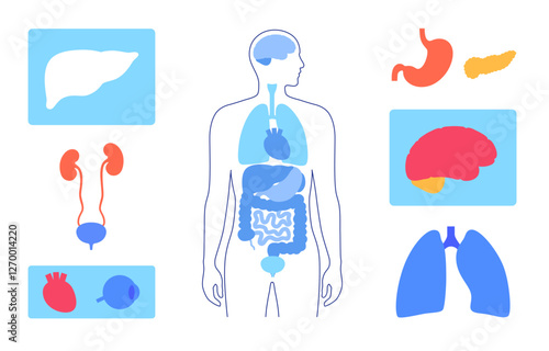 Human internal organs