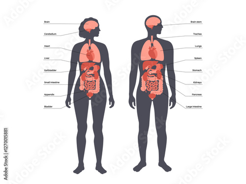Human internal organs