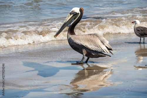 Brown pelican (Pelecanus occidentalis) on the beach in Mazatlan, Mexico photo