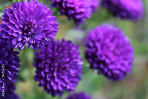purple flowers in the garden
