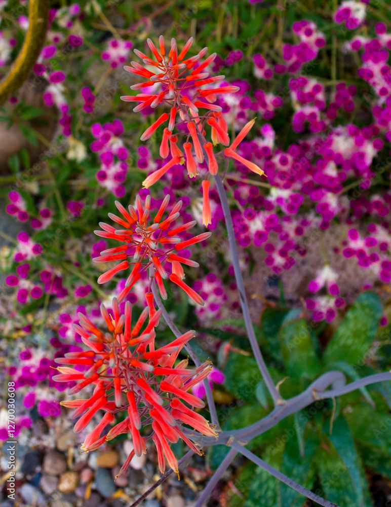 aloe flowers with gomphrena background aloe flowers with gomphrena background