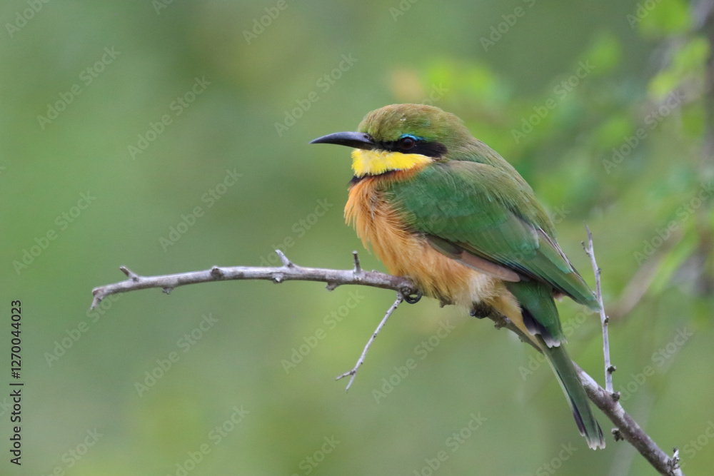 Zwergspint / Little bee-eater / Merops pusillus Zwergspint / Little bee-eater / Merops pusillus