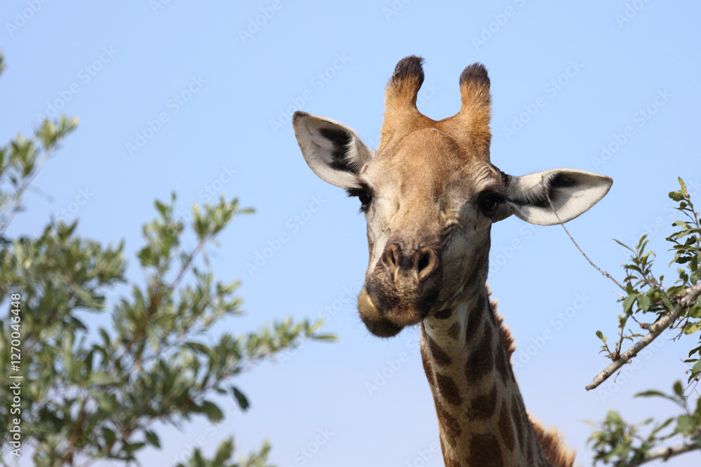 Obraz premium Giraffe / Giraffe / Giraffa camelopardalis