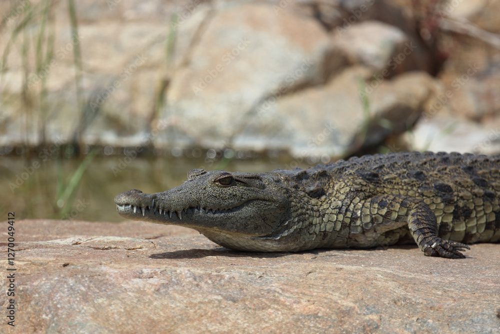 Fototapeta premium Nilkrokodil / Nile crocodile / Crocodylus niloticus.
