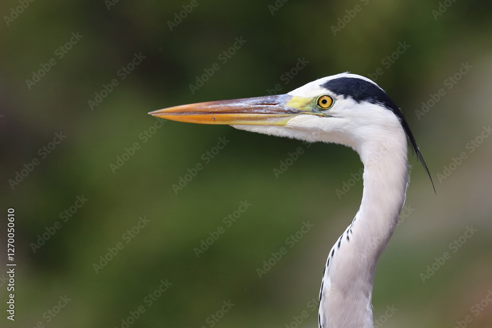 Afrikanischer Graureiher / Grey heron / Ardea cinerea Afrikanischer Graureiher / Grey heron / Ardea cinerea