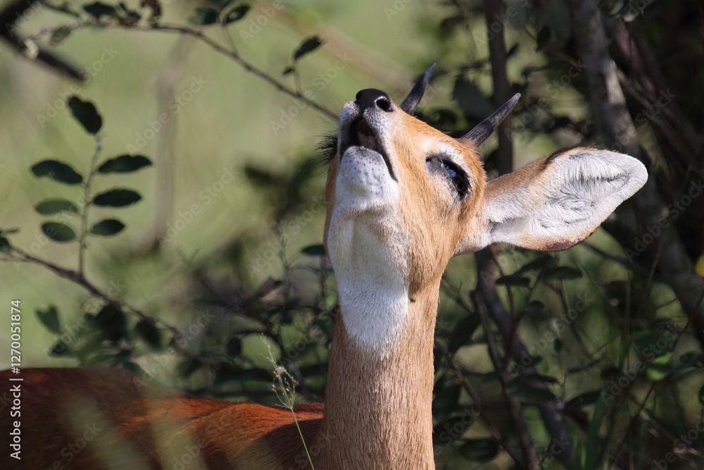 Afrikanischer Steinbock / Steenbok / Raphicerus campestris Afrikanischer Steinbock / Steenbok / Raphicerus campestris