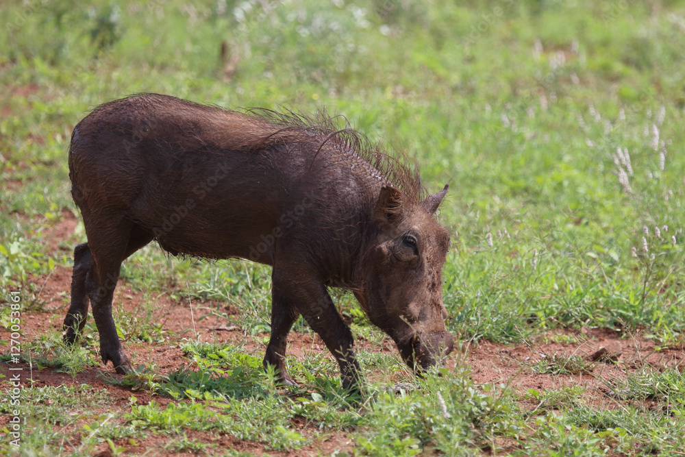 Warzenschwein / Warthog / Phacochoerus africanus Warzenschwein / Warthog / Phacochoerus africanus