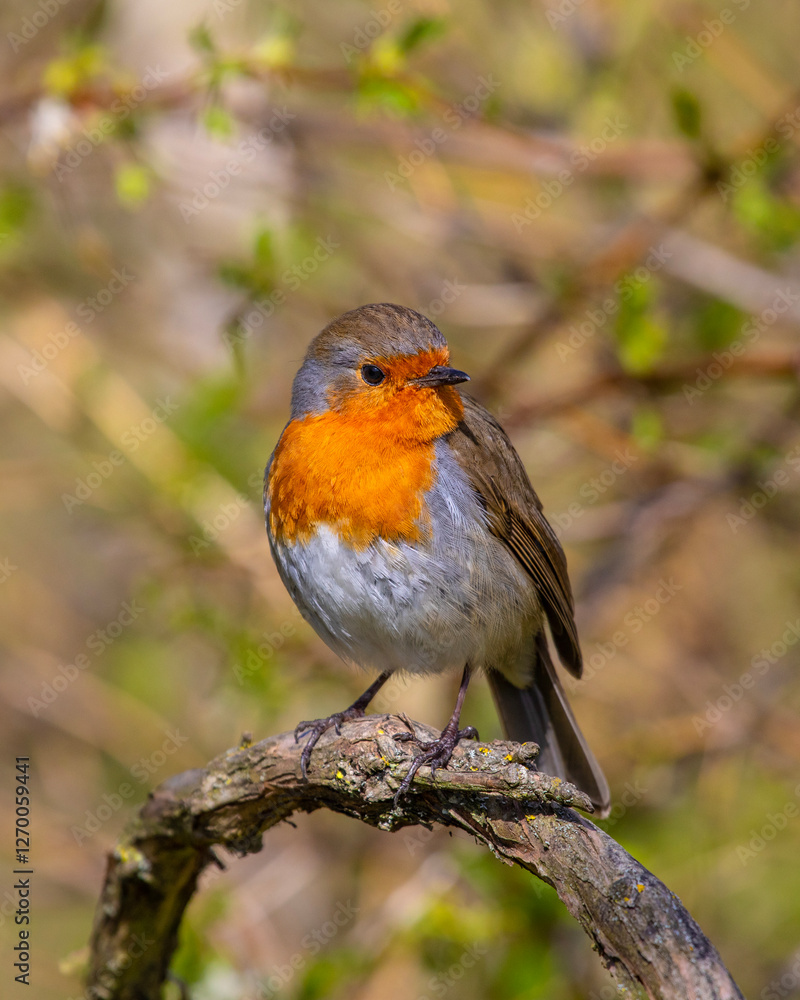 European Robin European Robin