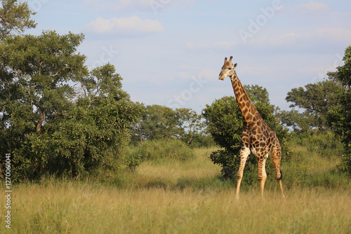 Canvas Print Giraffe / Giraffe / Giraffa camelopardalis
