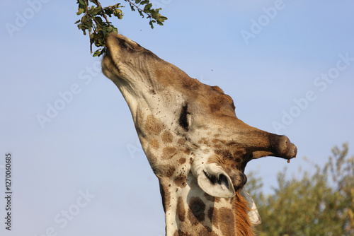 Canvas Print Giraffe / Giraffe / Giraffa camelopardalis