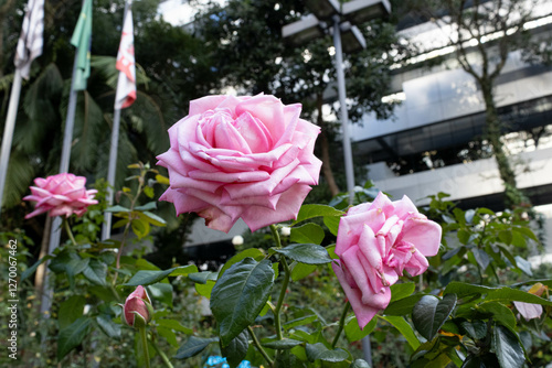 Rosa, flor cor de rosa desabrochada em jardim.  photo