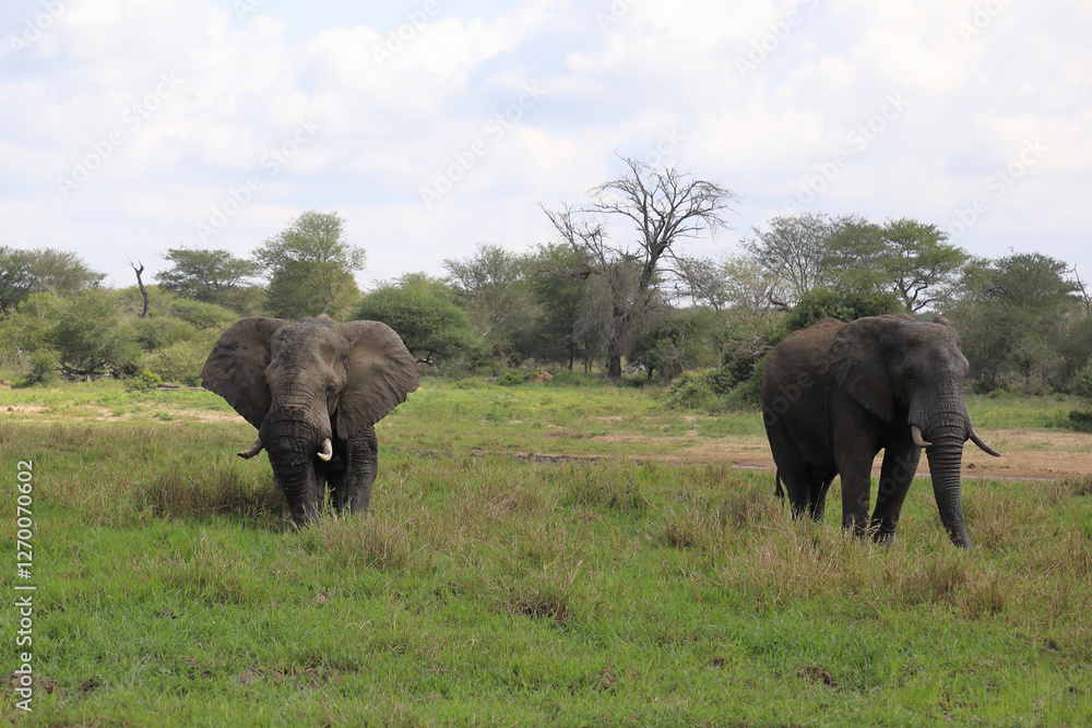 Fototapeta premium Afrikanischer Elefant im Schlamm / African elephant in the mud / Loxodonta africana
