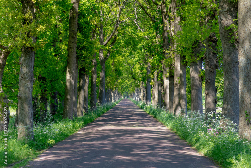 Dutch countryside road with tree trunks and green leaves, Spring landscape with small street and white flowers Cow Parsley (Wild chervil or keck) Anthriscus sylvestris, Drenthe province, Netherlands. Dutch countryside road with tree trunks and green leaves, Spring landscape with small street and white flowers Cow Parsley (Wild chervil or keck) Anthriscus sylvestris, Drenthe province, Netherlands.