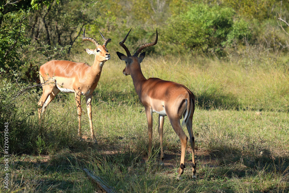 Schwarzfersenantilope / Impala / Aepyceros melampus Schwarzfersenantilope / Impala / Aepyceros melampus