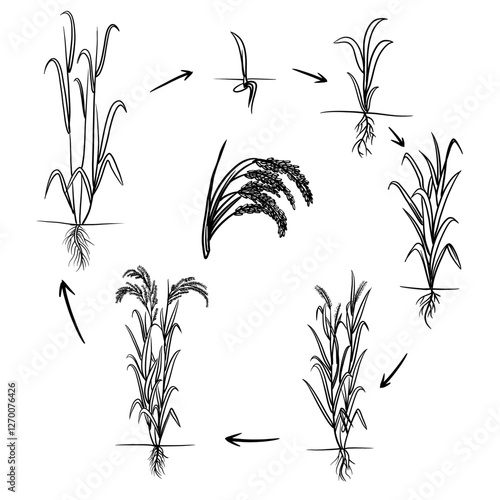Hand drawn vector sketch illustration Line art, Life cycle of rice or paddy plant, Growth stages from seed to flowering and fruiting plant isolated on white background

