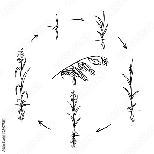 Hand drawn vector sketch illustration Line art, Life cycle of oats plant, Growth stages from seed to flowering and fruiting plant isolated on white background