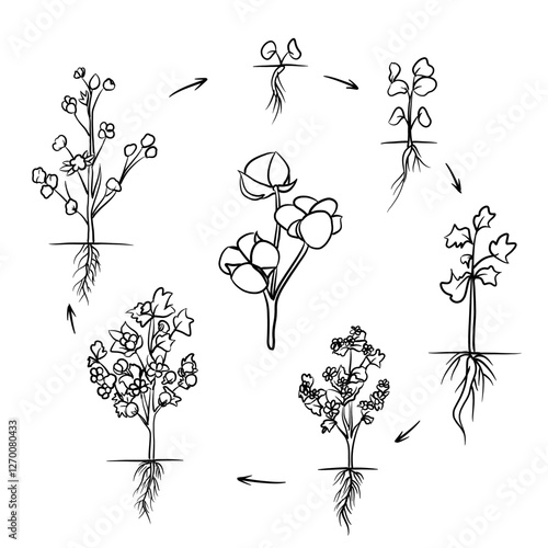 Hand drawn vector sketch illustration Line art, Life cycle of Cotton plant, Growth stages from seed to flowering and fruiting plant isolated on white background