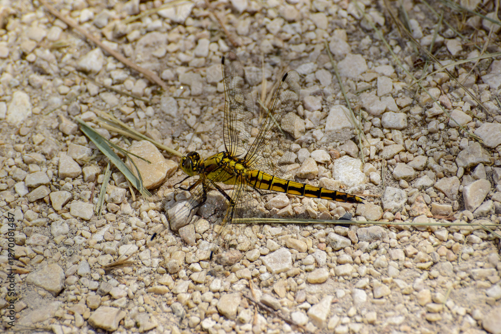 Dragonflies are fascinating insects with iridescent wings and large, multifaceted eyes. They are agile fliers, capable of incredible aerial maneuvers like hovering and flying backwards. Dragonflies are fascinating insects with iridescent wings and large, multifaceted eyes. They are agile fliers, capable of incredible aerial maneuvers like hovering and flying backwards.