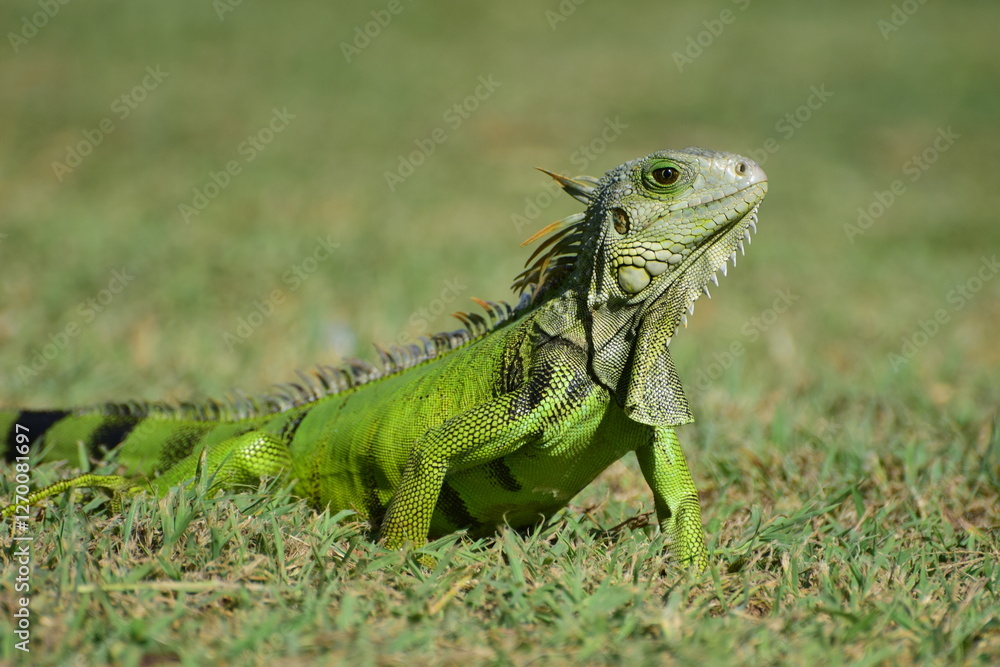 Young green iguana chilling on the sun in Puerto Rico Young green iguana chilling on the sun in Puerto Rico
