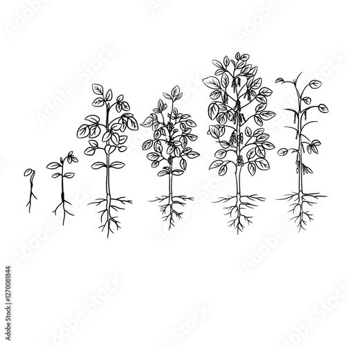 Hand drawn vector sketch illustration Line art, Growth stages of Soybean plant, Growth stages from seed to flowering and fruiting plant isolated on white background