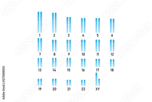 Male Karyotype Science Design. Vector Illustration.