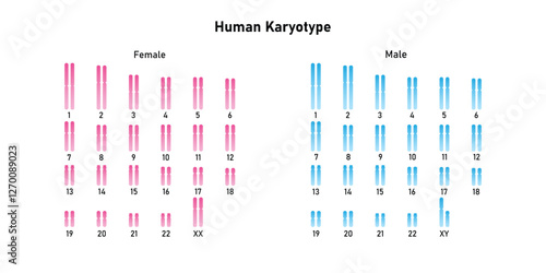 Humane karyotype (Male and Female Karyotype) Science Design. Vector Illustration.