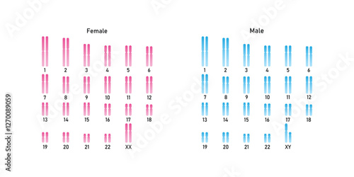 Humane karyotype (Male and Female Karyotype) Science Design. Vector Illustration.