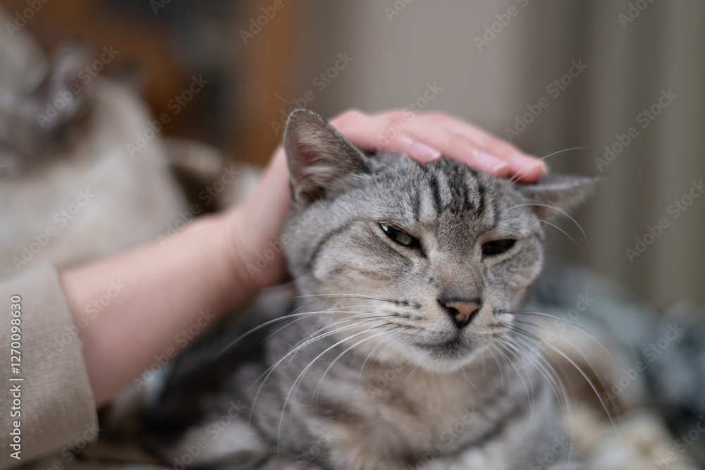 可愛い猫を撫でる飼い主 サバトラ猫 可愛い猫を撫でる飼い主 サバトラ猫