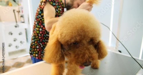 At a pet grooming salon, a middle-aged male groomer is trimming the fur of an adorable Poodle dog with clipper. An adorable Poodle dog being groomed at a pet grooming salon.