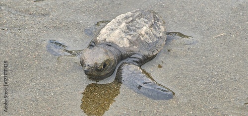Wallpaper Mural Olive Ridley Turtle Hatchling at Montezuma Beach, Costa Rica Torontodigital.ca