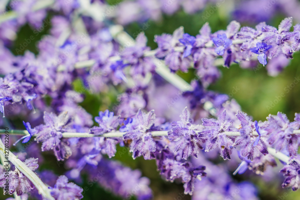Obraz premium Lavender - Italian