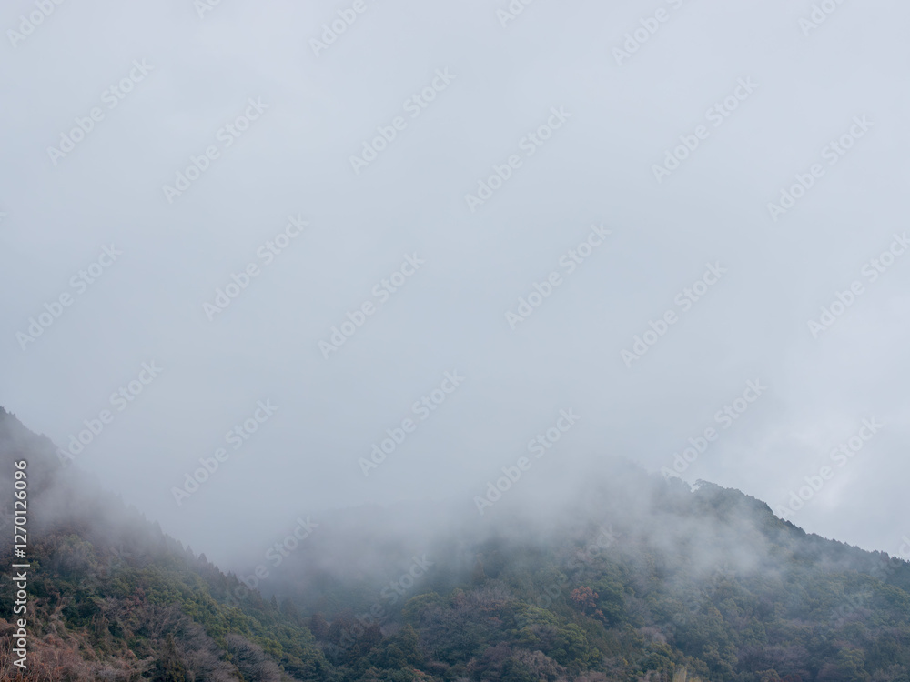 Obraz premium 霧に覆われた山の木々29