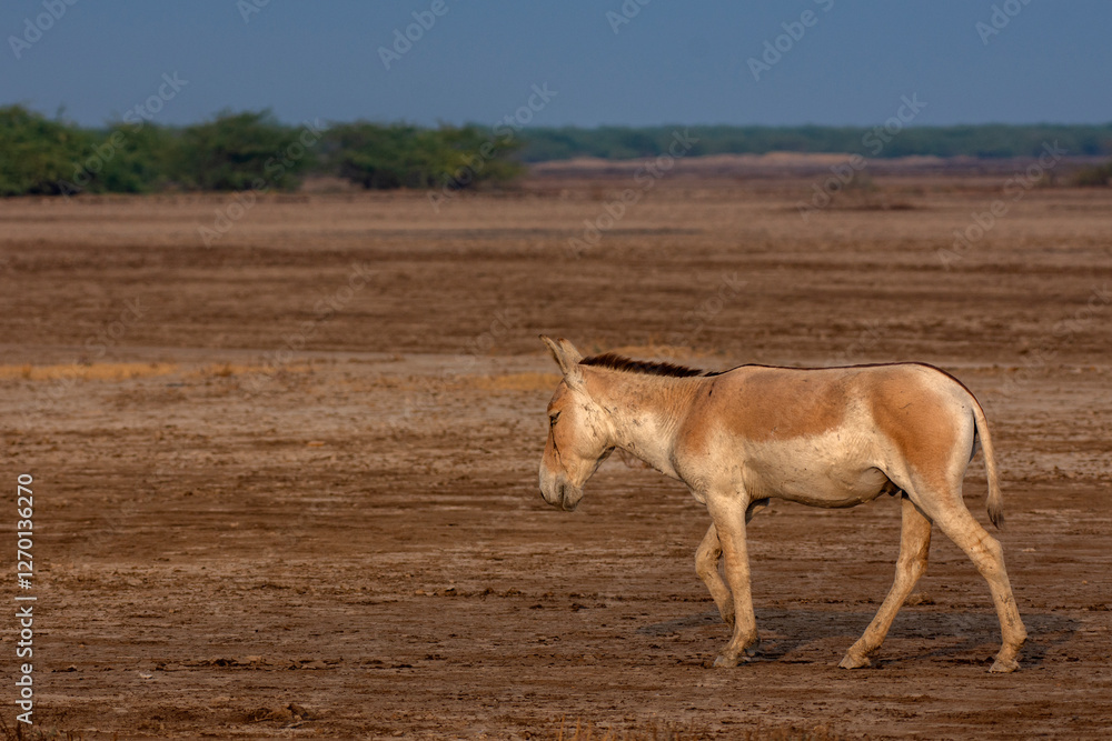 Wild Ass Grazing in Little Rann of Kutch Sanctuary Wild Ass Grazing in Little Rann of Kutch Sanctuary