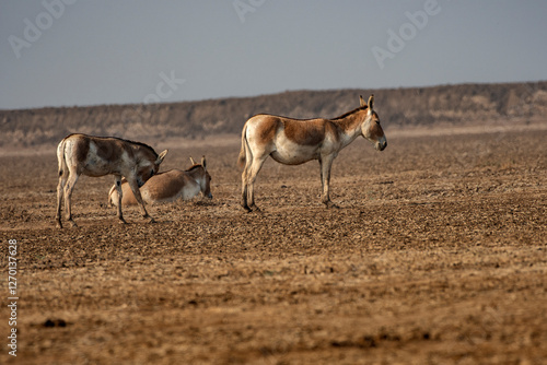 Wild Ass Grazing in Little Rann of Kutch Sanctuary photo