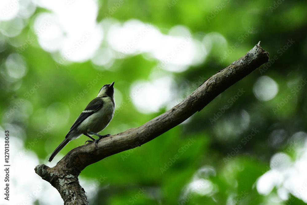 初夏の森のシジュウカラの幼鳥 初夏の森のシジュウカラの幼鳥