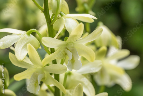 Foto dendrobium