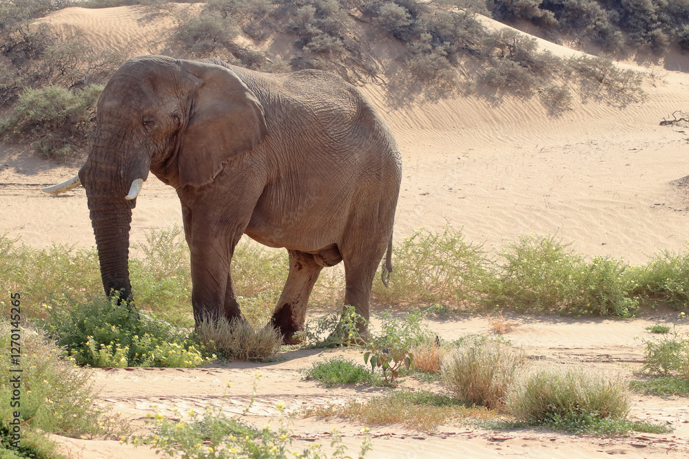 Naklejka premium Gentle Giant in the Dunes