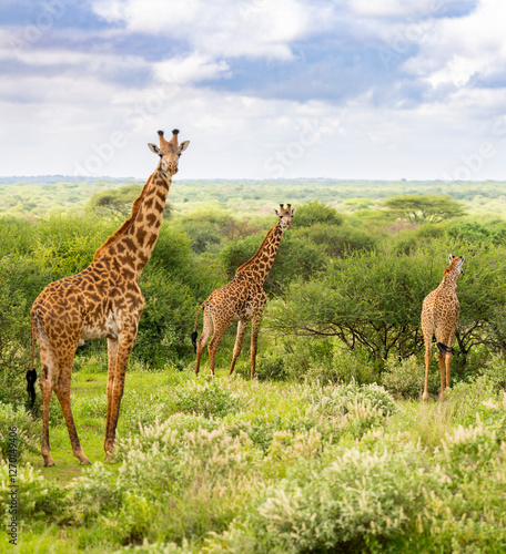 Canvas Print Giraffes Kenya East Africa Safari Amboseli National Park