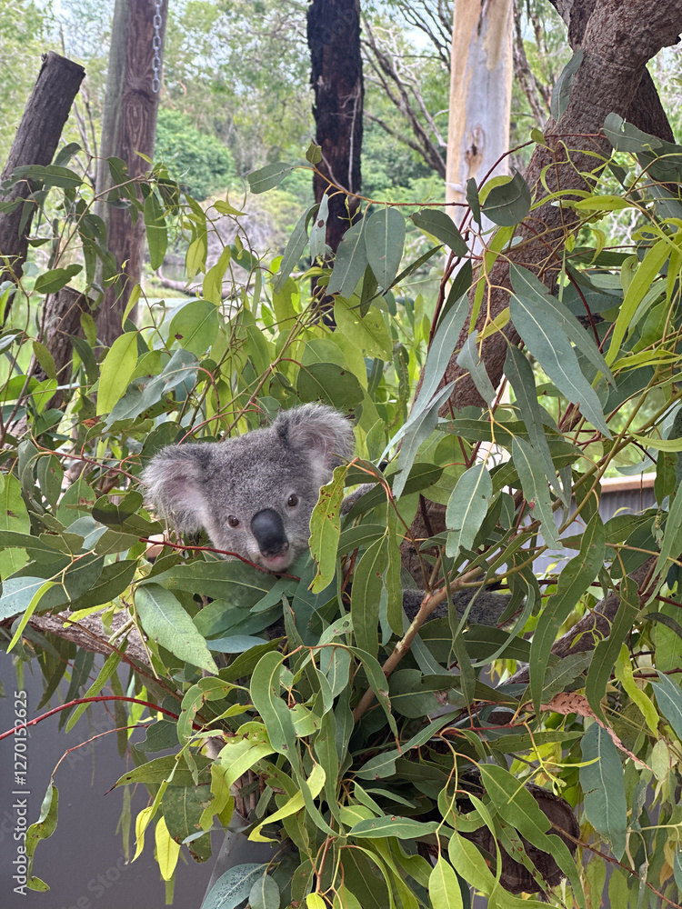 Obraz premium koala resting in eucalyptus tree in Queensland Australia