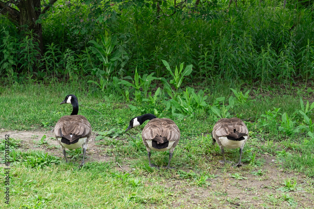 Trio of Geese in a Serene Forest Setting Trio of Geese in a Serene Forest Setting