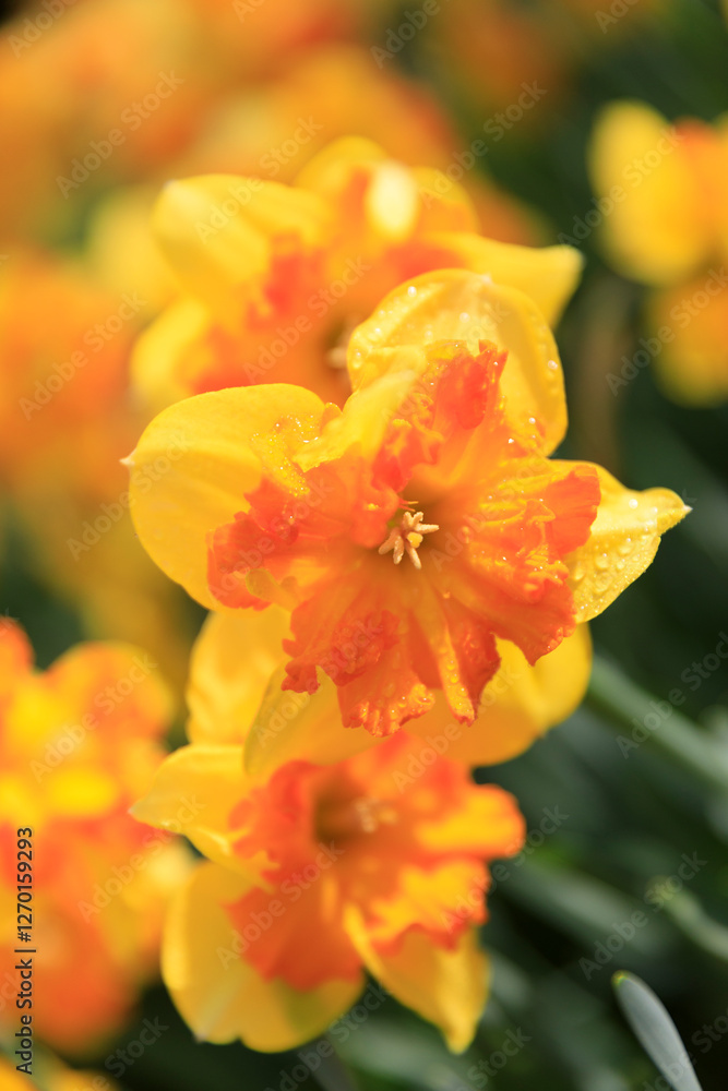 Europe, The Netherlands, Zuid Holland, Lisse. Daffodil. Europe, The Netherlands, Zuid Holland, Lisse. Daffodil.