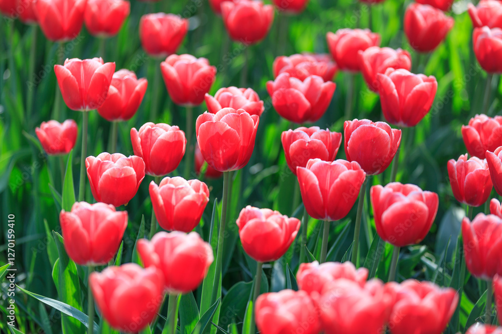 Europe, The Netherlands, Zuid Holland, Lisse. Tulips. Europe, The Netherlands, Zuid Holland, Lisse. Tulips.